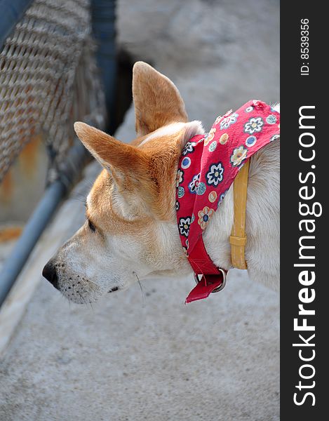 Dog in red scarf in big head, in Hong Kong, Cheung Chau