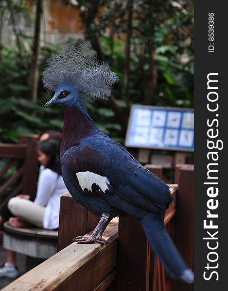 Crowned pigeon, Groura victoria, bird in Hong Kong Park