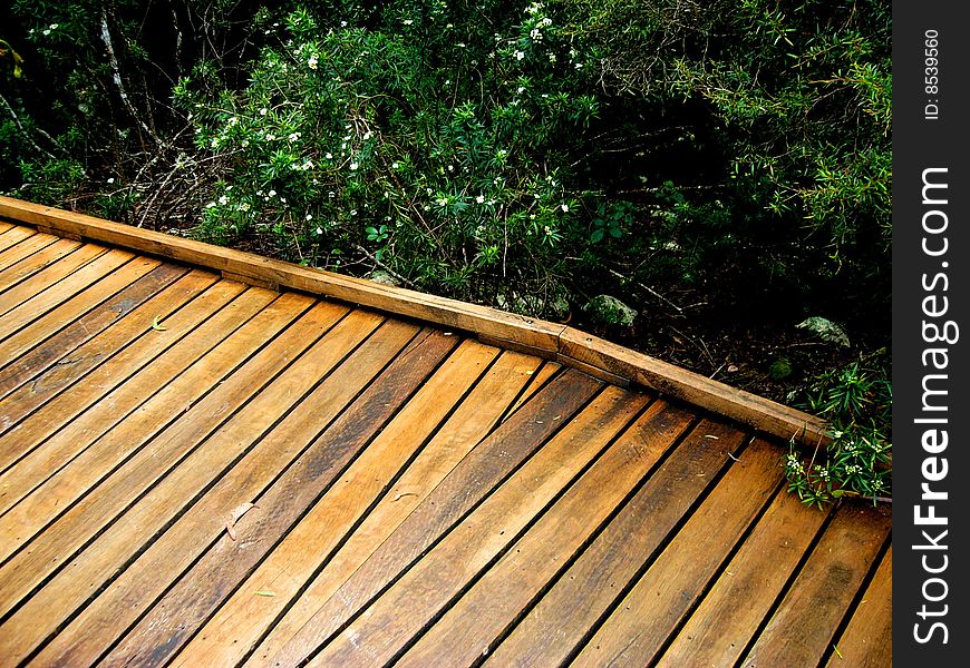 A boardwalk through the rainforest in the Gold Coast Hinterland (Queensland, Australia). A boardwalk through the rainforest in the Gold Coast Hinterland (Queensland, Australia).