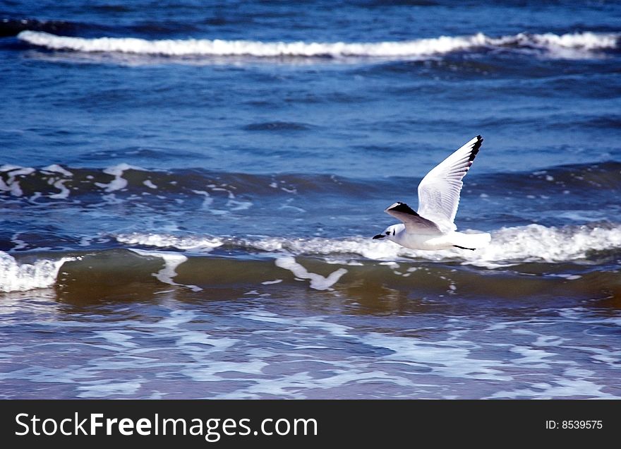 Seagull flying along the beach. Seagull flying along the beach
