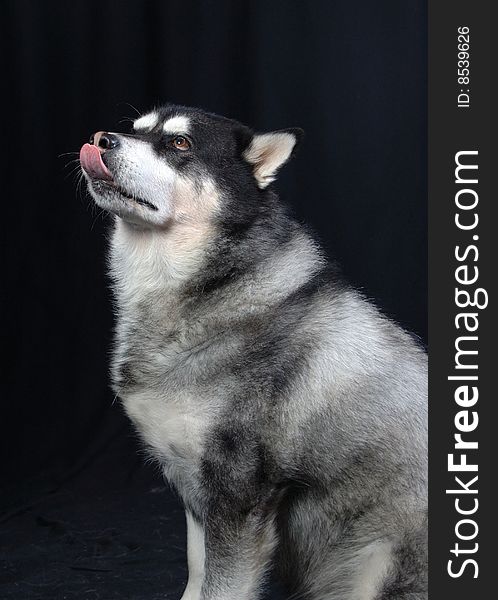 Husky mixed in a studio setting licking his lips after being given a treat. Husky mixed in a studio setting licking his lips after being given a treat.