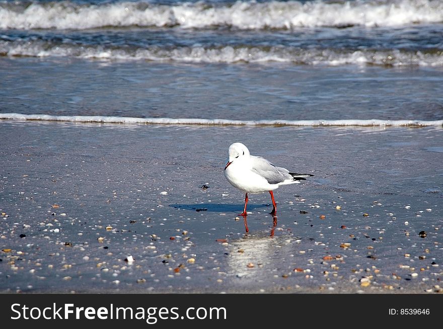 Seagull walking along the beach. Seagull walking along the beach
