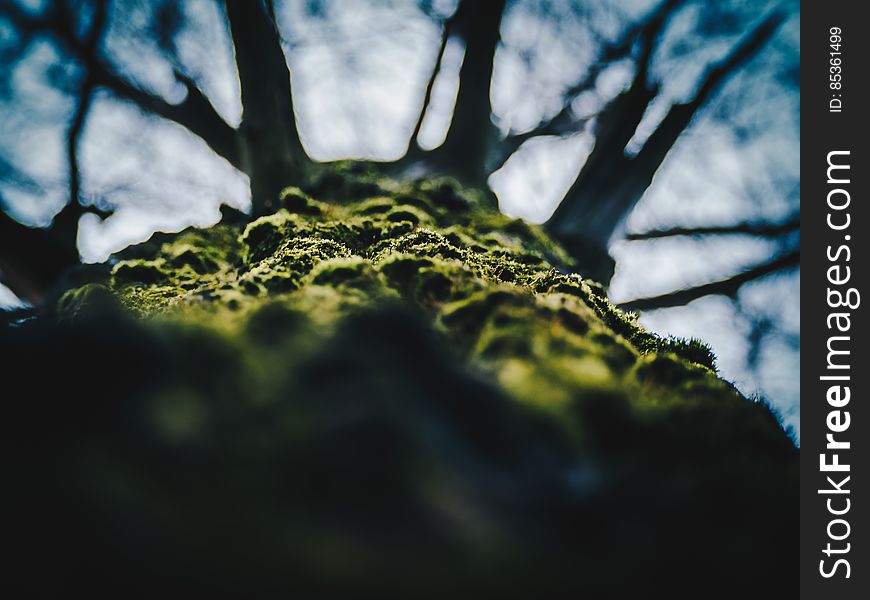 Close-up of Tree Against Sky