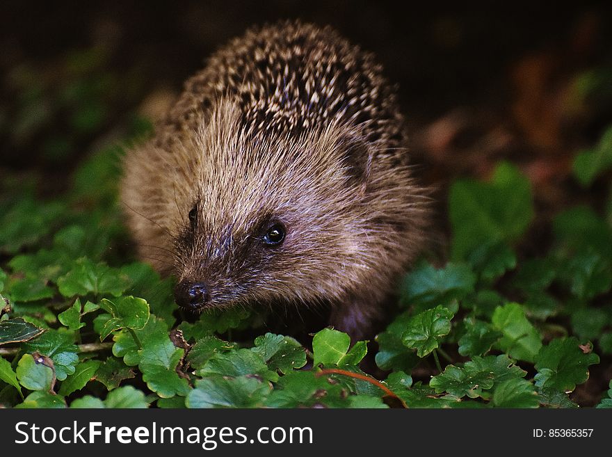 Brown and Black Hedgehog on Grass