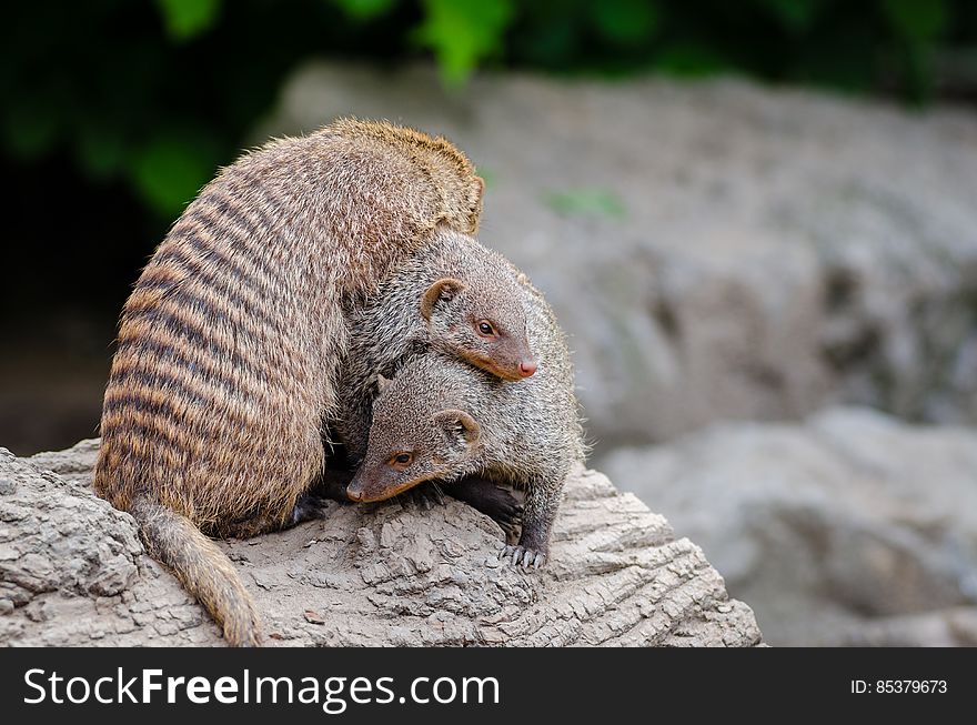 Nothing beats sleeping in a pile! &#x28;When you are a mongoose.&#x29;. Nothing beats sleeping in a pile! &#x28;When you are a mongoose.&#x29;