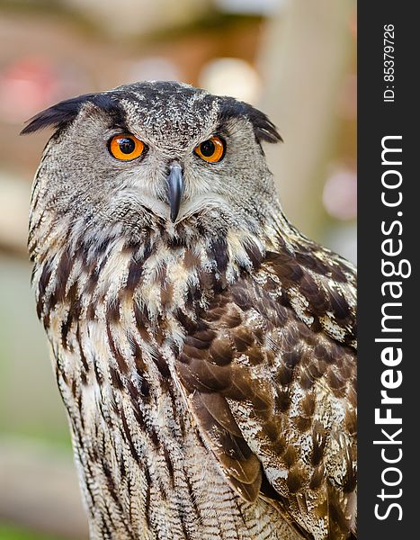 Eurasian Eagle-owl