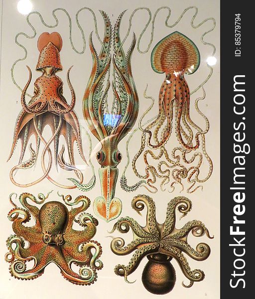 cephalopods 2