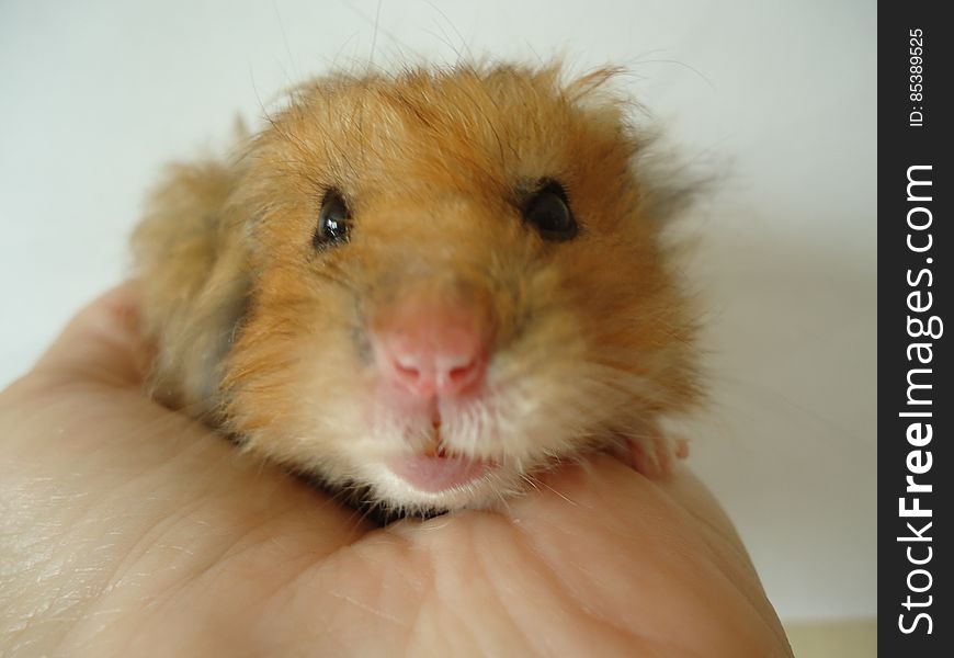 Syrian Hamster.