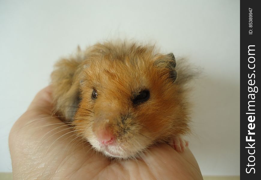 Syrian hamster.