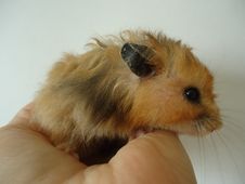 Syrian Hamster. Royalty Free Stock Photography