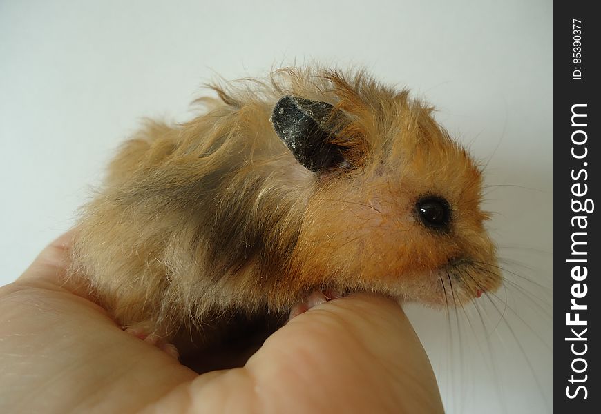 Syrian hamster.