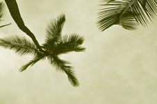 Sepia Palm Royalty Free Stock Photos Sepia Palm Royalty Free Stock Photos
