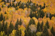 Autumn Forest Stock Images Autumn Forest Stock Images