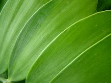 Green Leaf Pattern Royalty Free Stock Photography Green Leaf Pattern Royalty Free Stock Photography