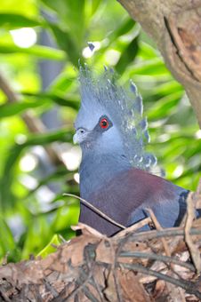 Victoria Crowned Pigeon Stock Photo Victoria Crowned Pigeon Stock Photo