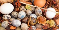 Clutch Of Quail Eggs Stock Photo