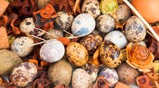 Quail Eggs Royalty Free Stock Photography Quail Eggs Royalty Free Stock Photography
