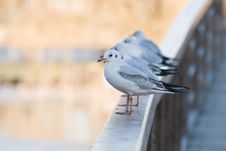 Seagulls Lined Up Royalty Free Stock Photography Seagulls Lined Up Royalty Free Stock Photography
