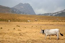 Buffalo On A Hillside Royalty Free Stock Images