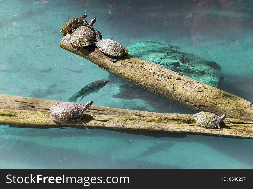 Five turtles and fish together at meeting. Five turtles and fish together at meeting