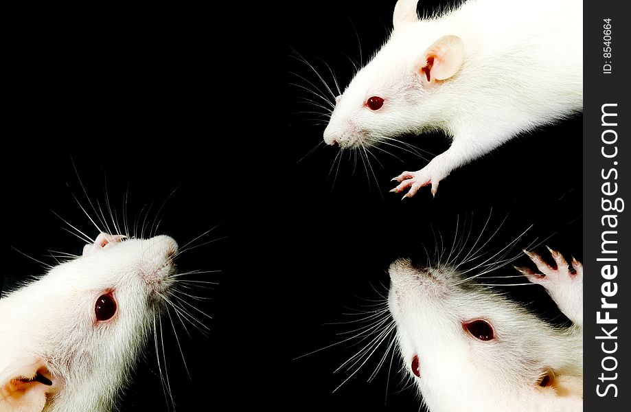 A close-up photo of three white rats meeting. A close-up photo of three white rats meeting