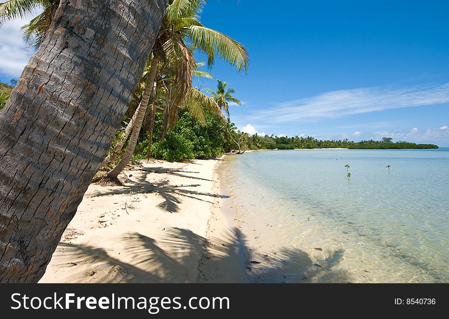 Tropical sandy beach with palm trees. Tropical sandy beach with palm trees