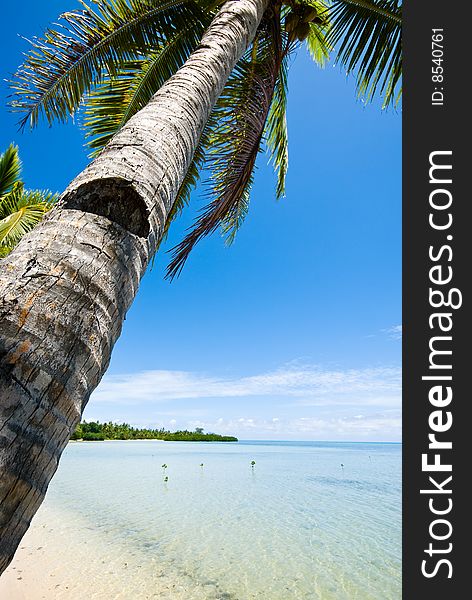 Tropical sandy beach with palm trees. Tropical sandy beach with palm trees