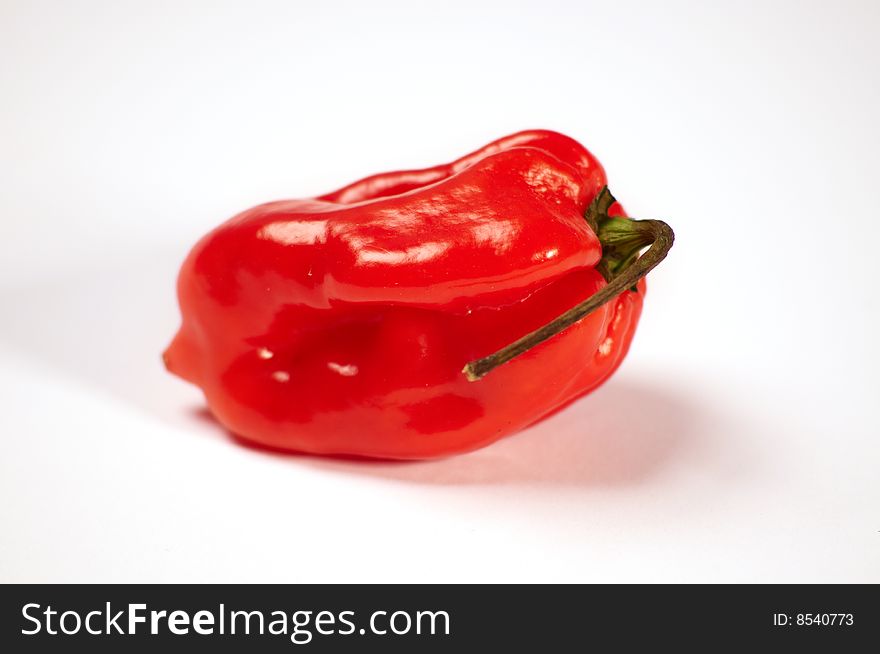 A very hot red chili for the real taste. A very hot red chili for the real taste