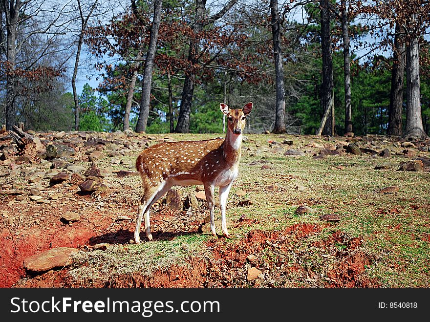 This doe climbs a small hill to look around. This doe climbs a small hill to look around.