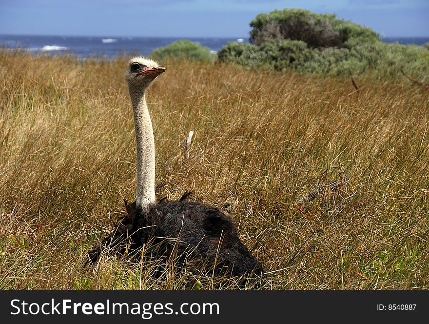 wild ostrich at cape of good hope,south africa
