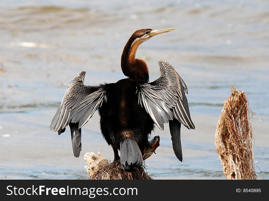 Anhinga Rust-colored