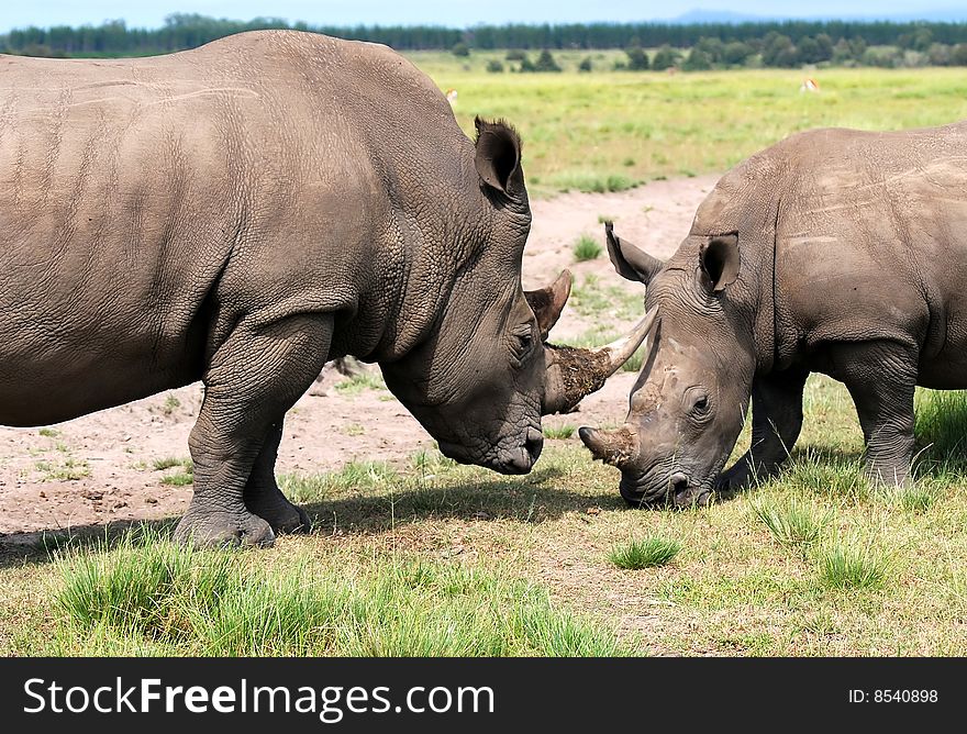 white rhinoceros is larger than the black rhino.It can reach speeds of up to 40 km/h.