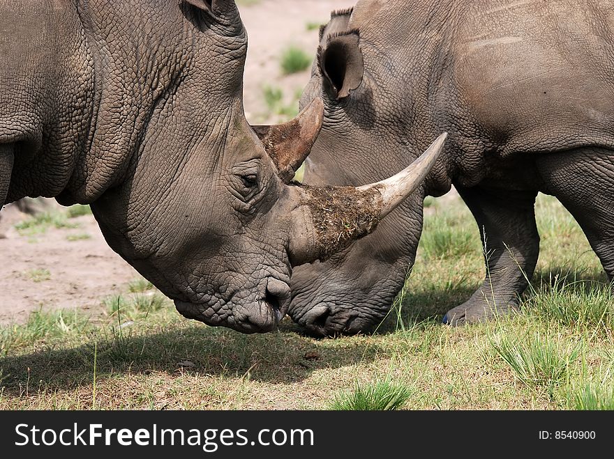 white rhinoceros