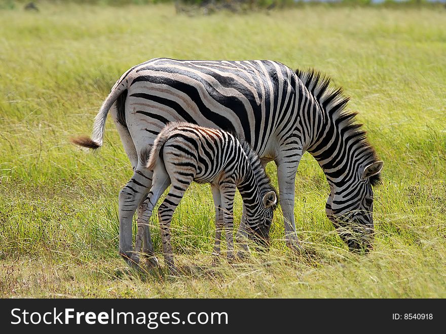 Burchell's zebra with calf