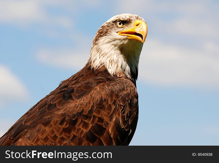 bald eagle portrait