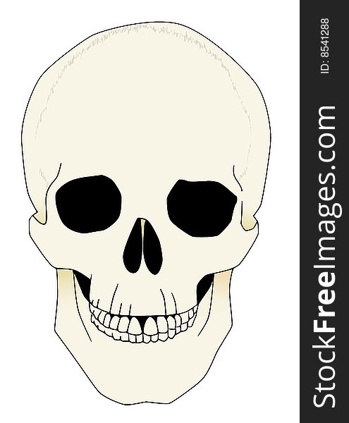 Anatomical illustration of a human skull. Anatomical illustration of a human skull