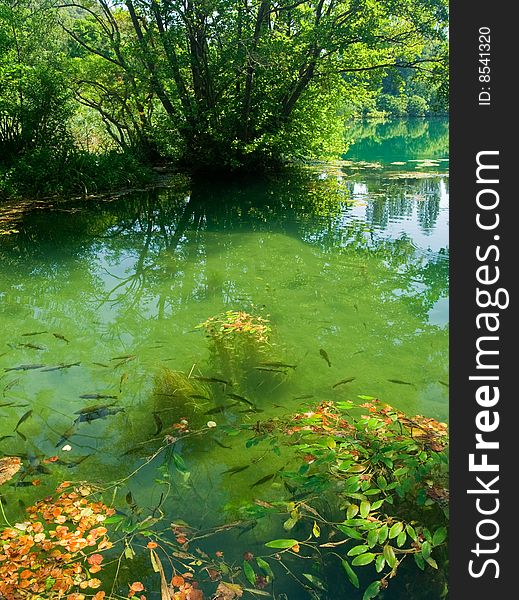 Trouts swimming in forest river, Croatia