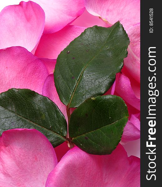 Background of petals and leaves of roses