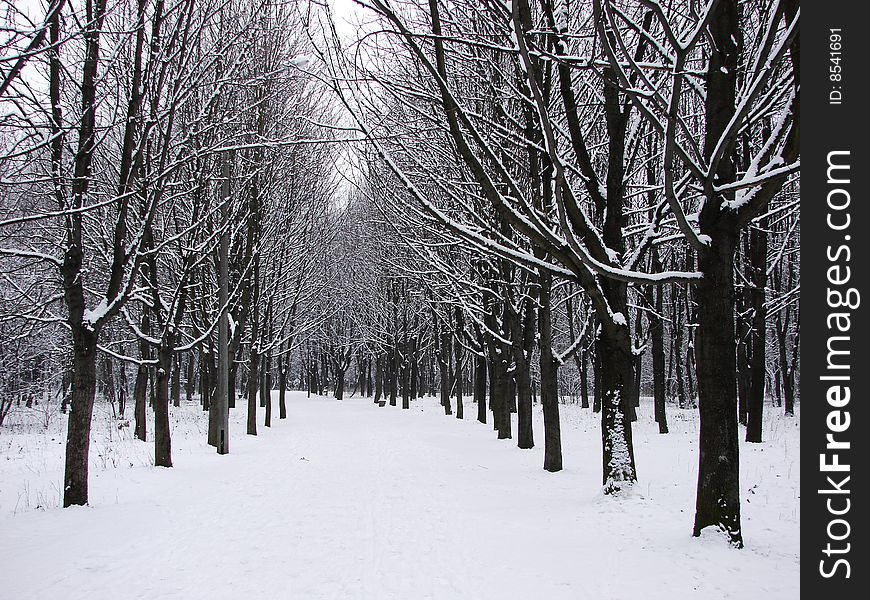 Road in winter a forest. Road in winter a forest