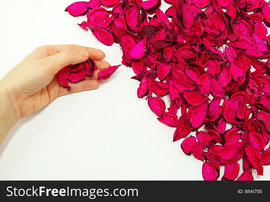 Hand and petals of roses