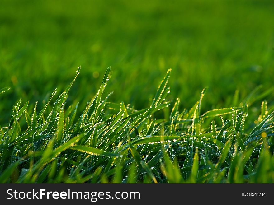 Background green lawn freshly mowed