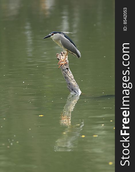 Black-crowned Night Heron in the lake waiting for fish.