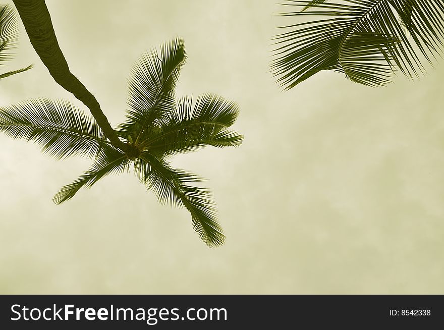 Sepia toned palm tree with space for text. Sepia toned palm tree with space for text.