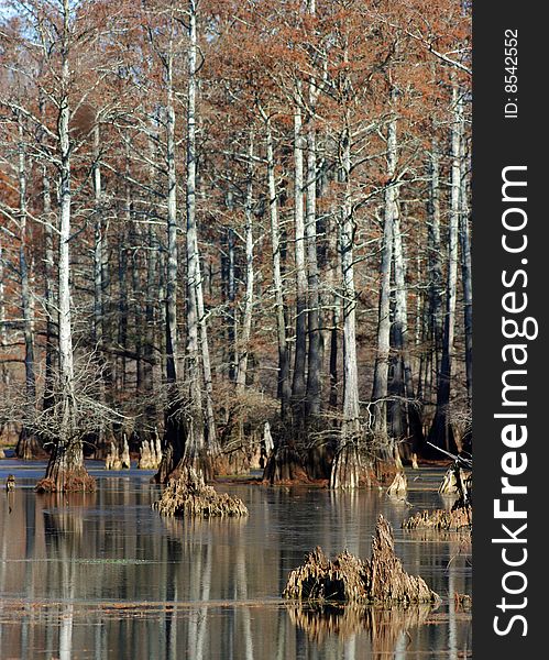 A cypress swamp taken during late fall in northerwestern Kentucky