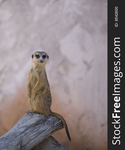 An adorable meerkat looking at the viewer while perched on the end of a log. An adorable meerkat looking at the viewer while perched on the end of a log.