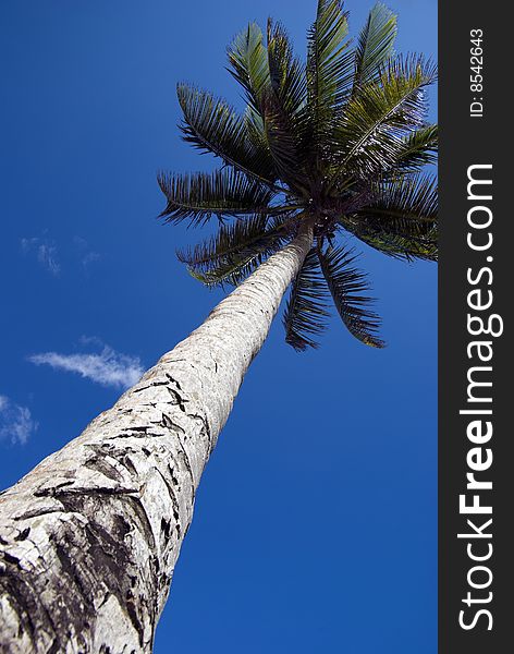 Palm tree reaching towards a bright blue sky. Palm tree reaching towards a bright blue sky