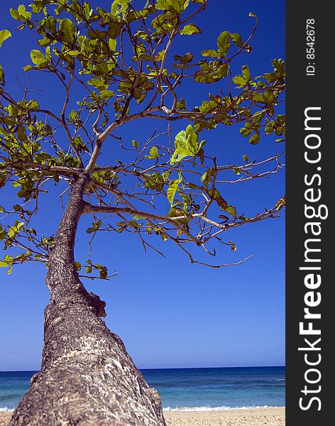 Tropical tree reaching towards a bright blue sky. Tropical tree reaching towards a bright blue sky