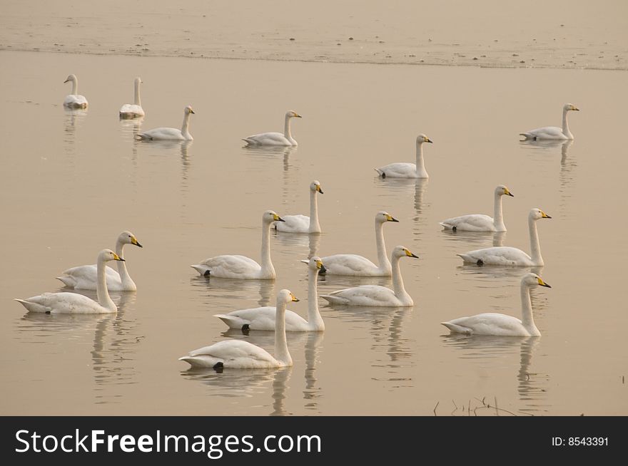 The swan in Yellow River Sanmengxia China