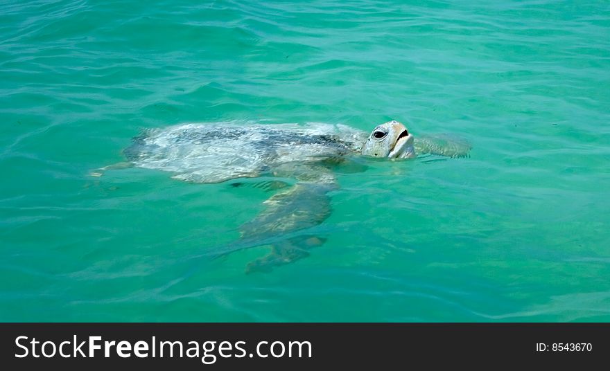 Sea turtle  swimming in tropical water. Sea turtle  swimming in tropical water