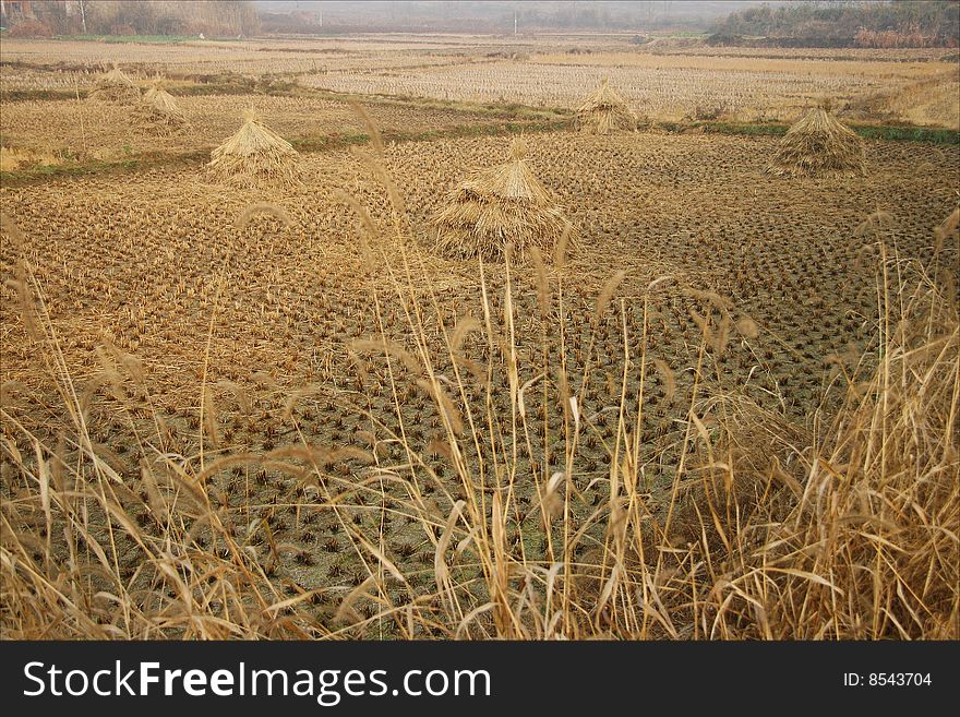 Fall, post-harvest fields, the quiet one. Fall, post-harvest fields, the quiet one.